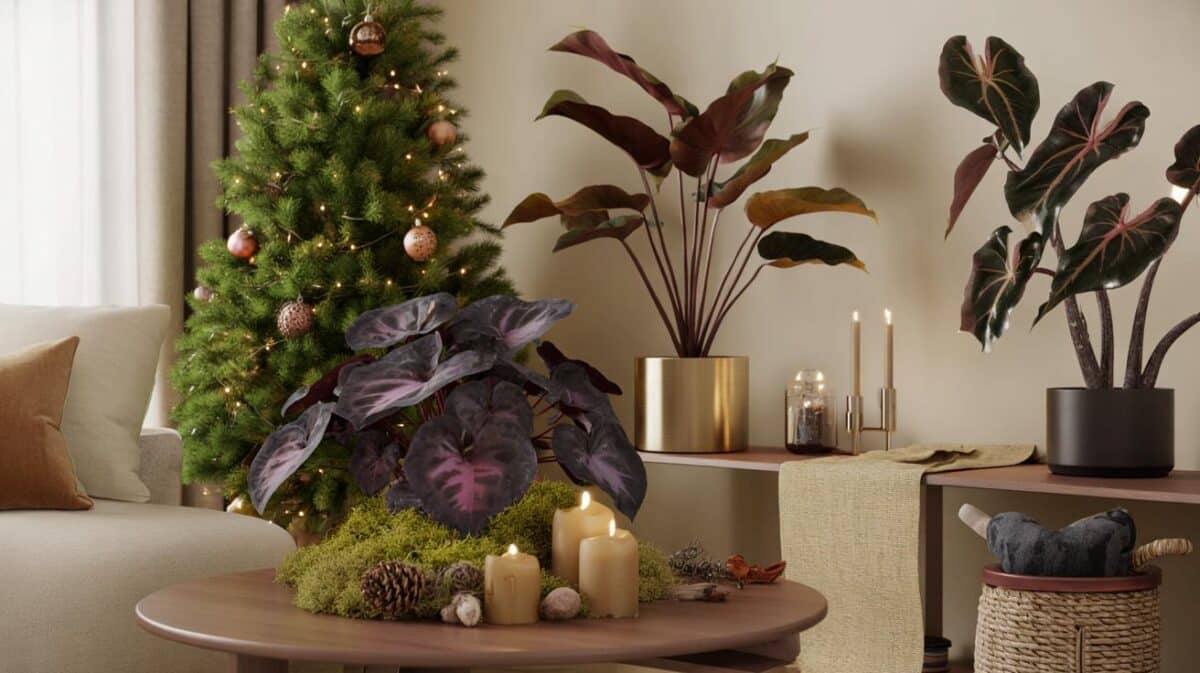 Esta Navidad en tu salón: 7 plantas negras y moradas que elevan la deco y ahorran mantenimiento